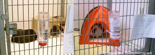 Een cavia moet zich ergens onder kunnen verstoppen, in onze opname gebruiken we een doosje of de cavia wigwam van Trixie